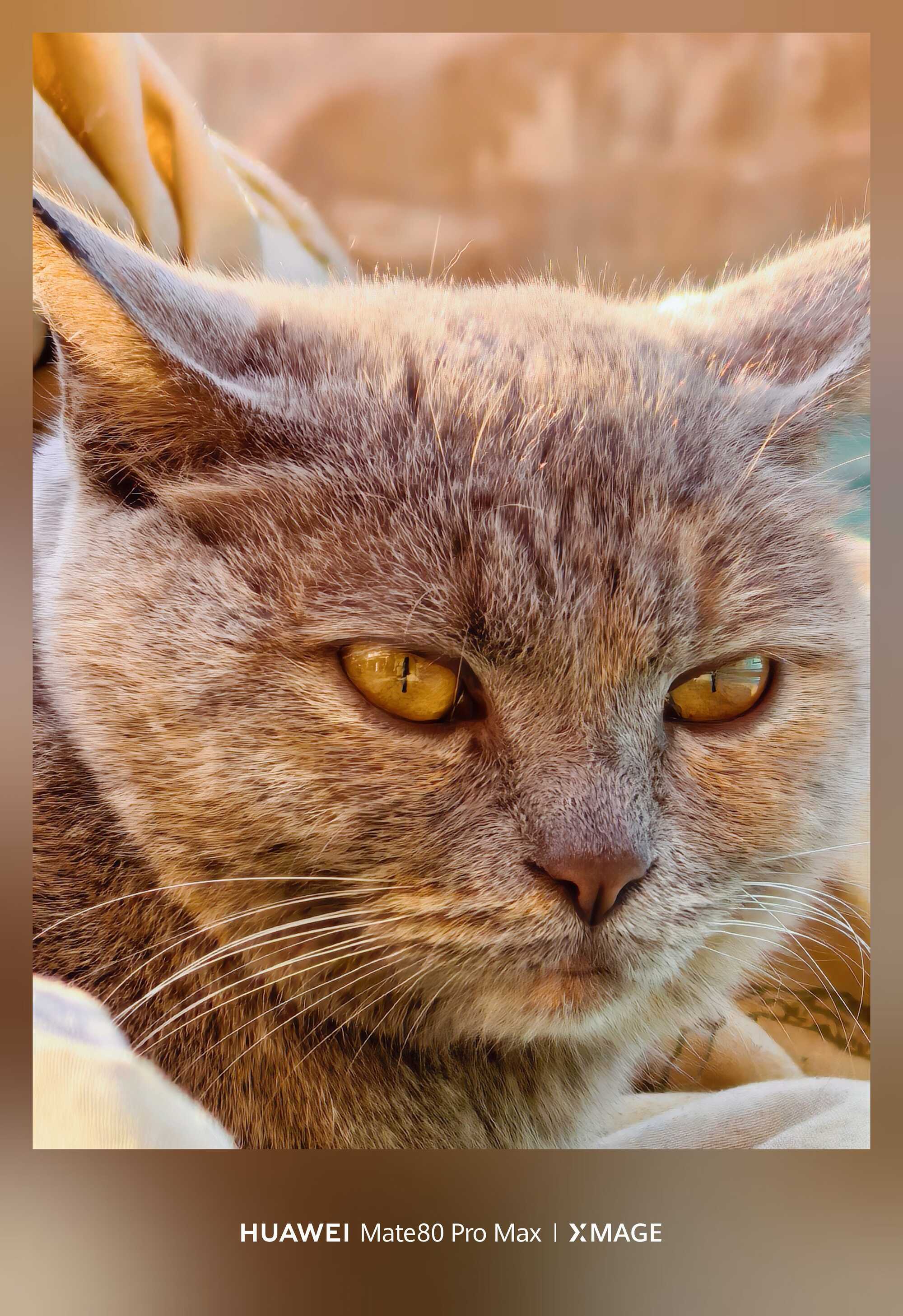 金瞳映暖，绒猫时光