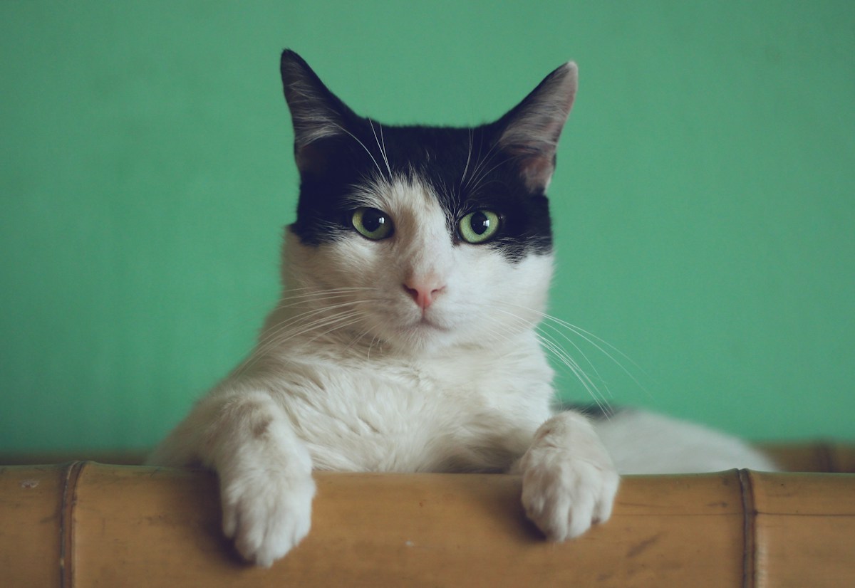 猫与幸福感：不必神化，也值得认真对待